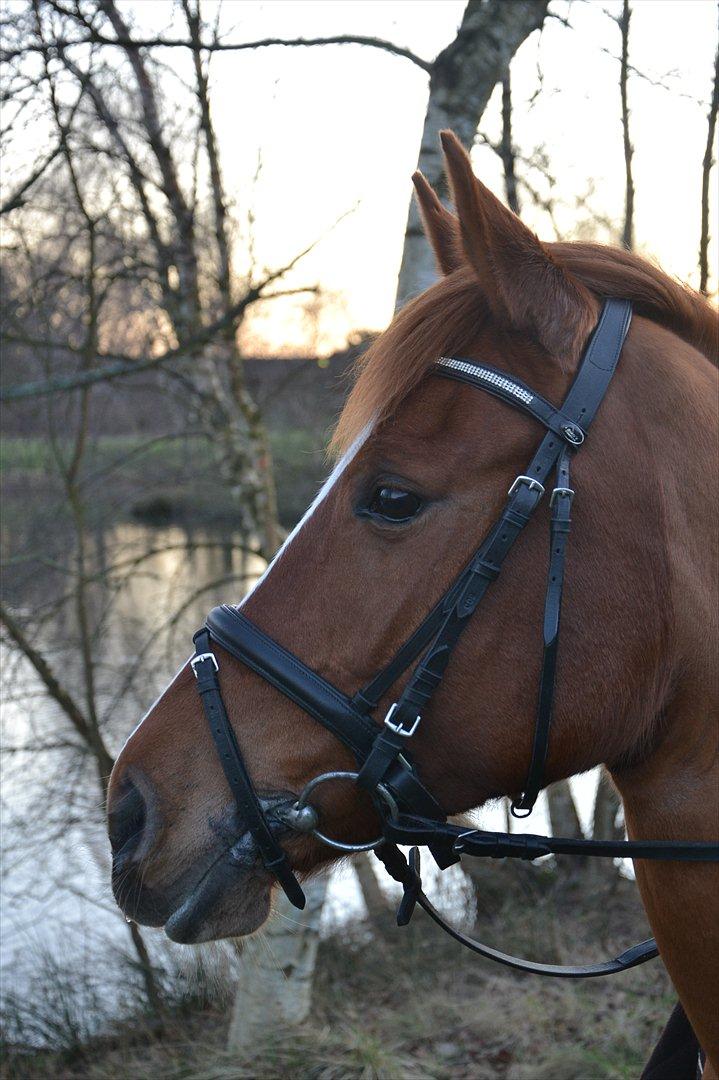 Anden særlig race Miss Mabel :-* billede 14