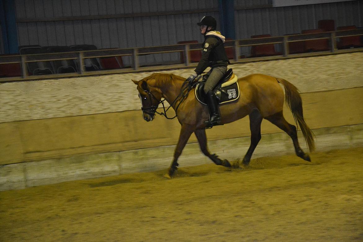 Anden særlig race Miss Mabel :-* - til spring. billede 18