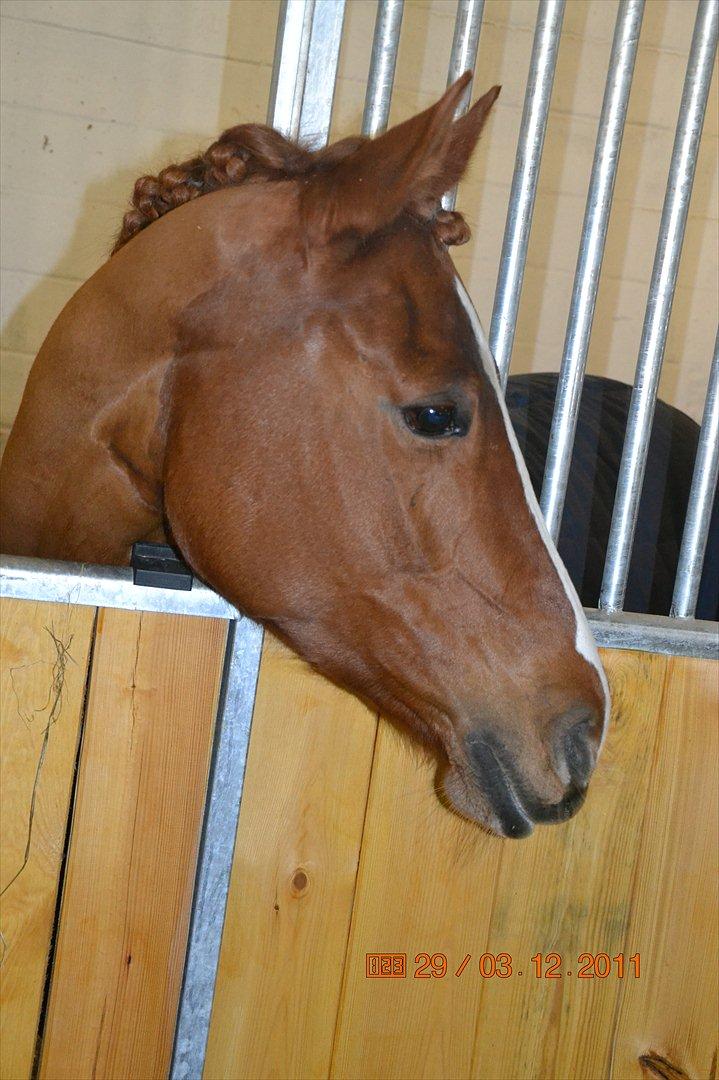 Anden særlig race Miss Mabel :-* - Velkommen til Miss Mabels profil, lig gerne en kommentar og en bedømmelse, inden du smutter :-) Tak :-) billede 1