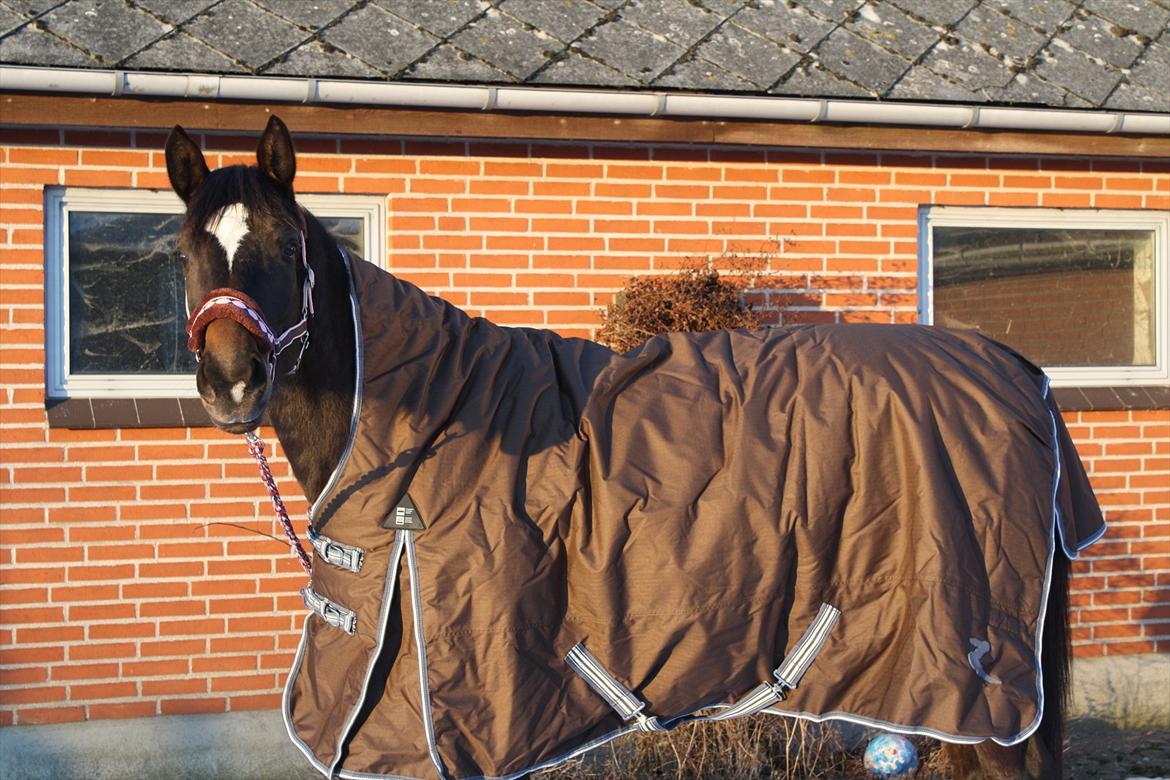 Trakehner Beautyful Diva - Tak fordi i kiggede, smid gerne en kommentar! :) - Vinteren 2011 billede 14