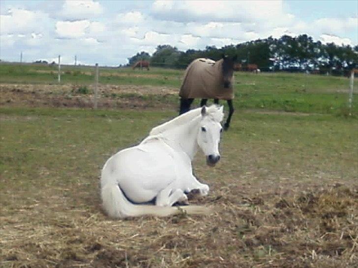 Welsh Pony (sec B) *Lille Hvid <3 R.I.P - velkommen til Lille hvids profil!:-)  billede 2