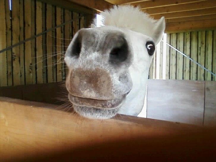 Welsh Pony (sec B) *Lille Hvid <3 R.I.P billede 4
