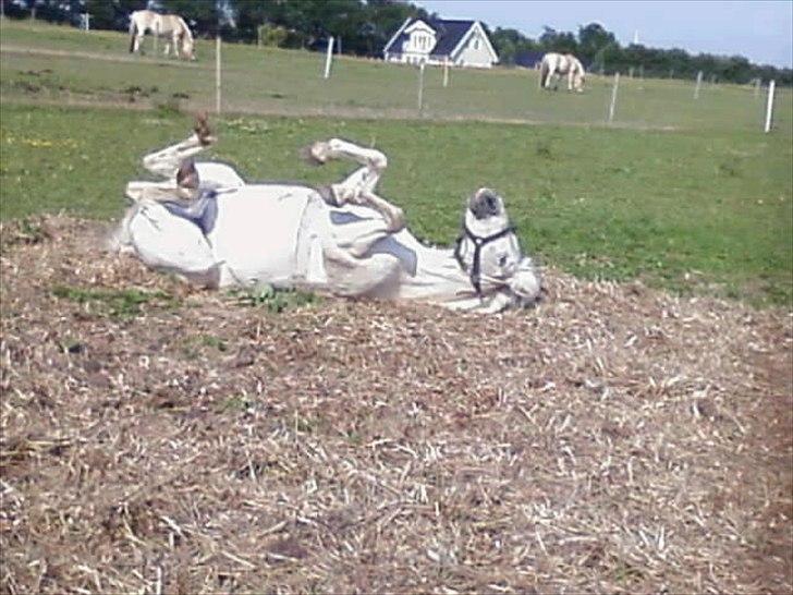 Welsh Pony (sec B) *Lille Hvid <3 R.I.P billede 5