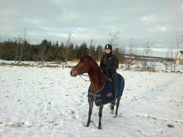 Dansk Varmblod Ringsdalsgaards Chateaux - Solgt! billede 16