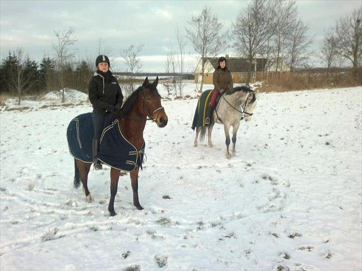 Dansk Varmblod Ringsdalsgaards Chateaux - Solgt! billede 17