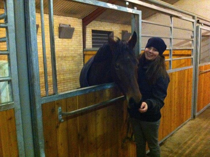 Dansk Varmblod Ringsdalsgaards Chateaux - Solgt! billede 18