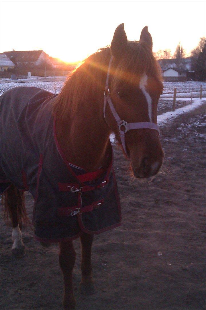 Tysk Sportspony rubina (SOLGT) - smukke pony <3 billede 11