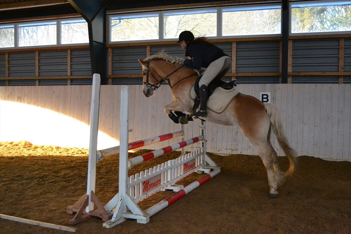 Haflinger Nyegaards Nascha EHA 573. - Februar 2012: Sofie og Nascha springer lidt, nu hvor Sofies pony er skadet.   billede 18