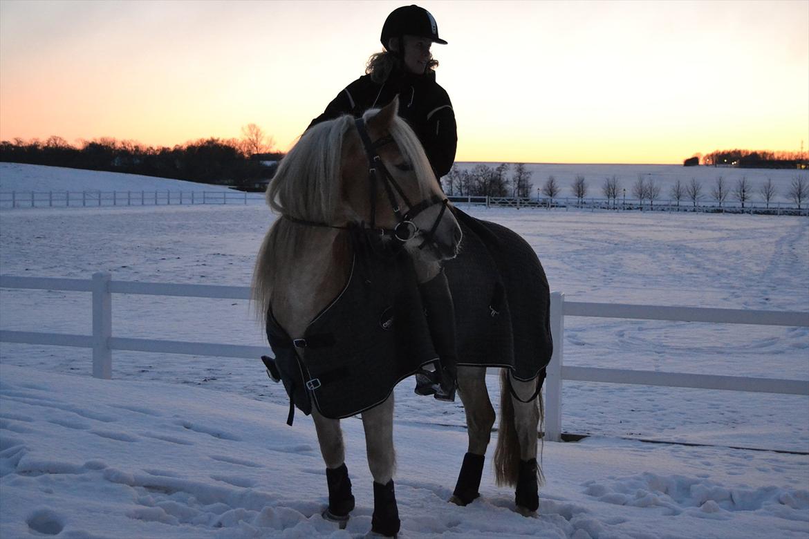 Haflinger Nyegaards Nascha EHA 573. - Februar 2012: Nascha og jeg foran den store bane, efter træning......Louiselund er så utrolig smuk i vintertøj ..... :o) billede 19