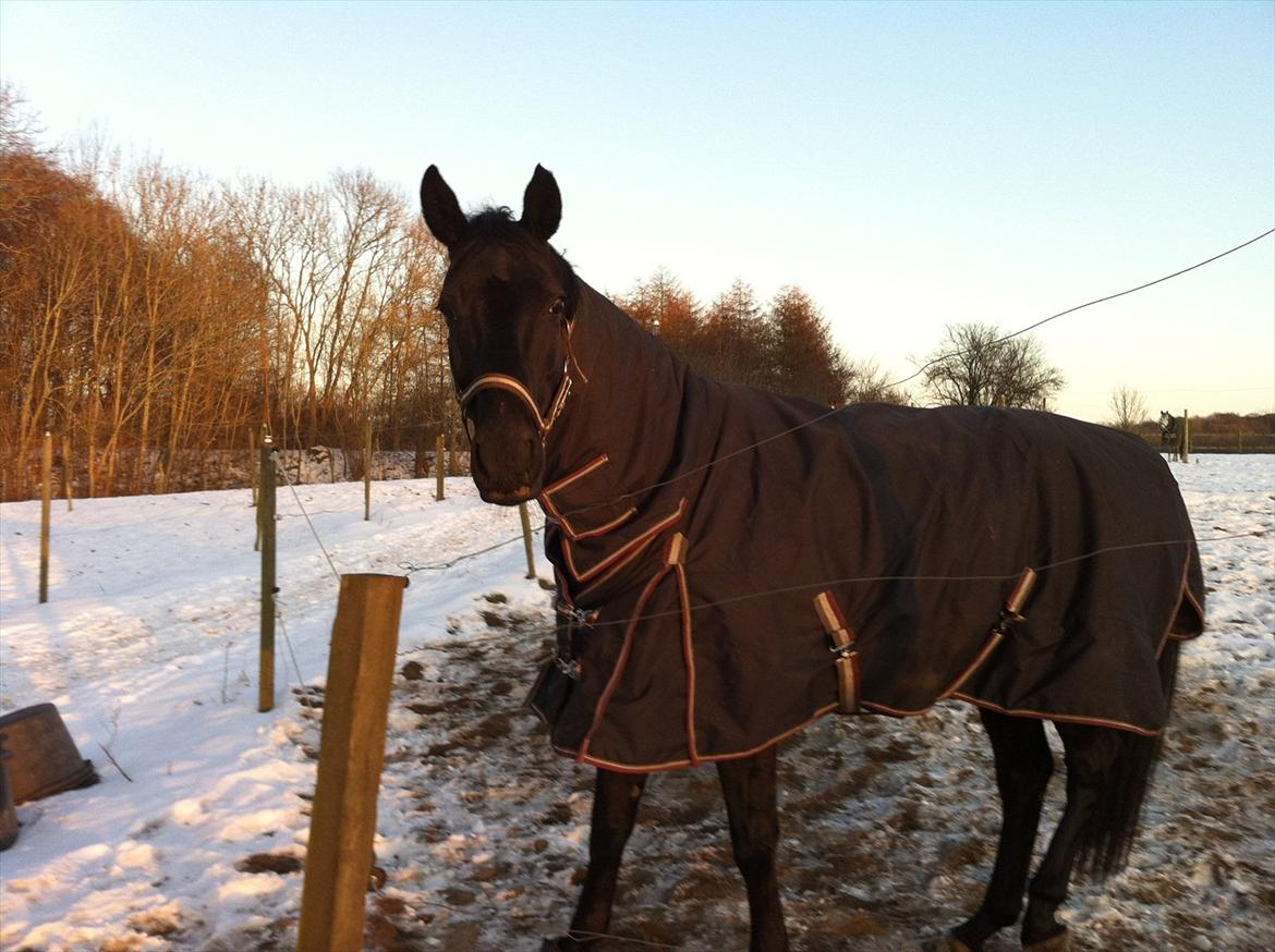 Anden særlig race Iver - Sorte på fold :) billede 19