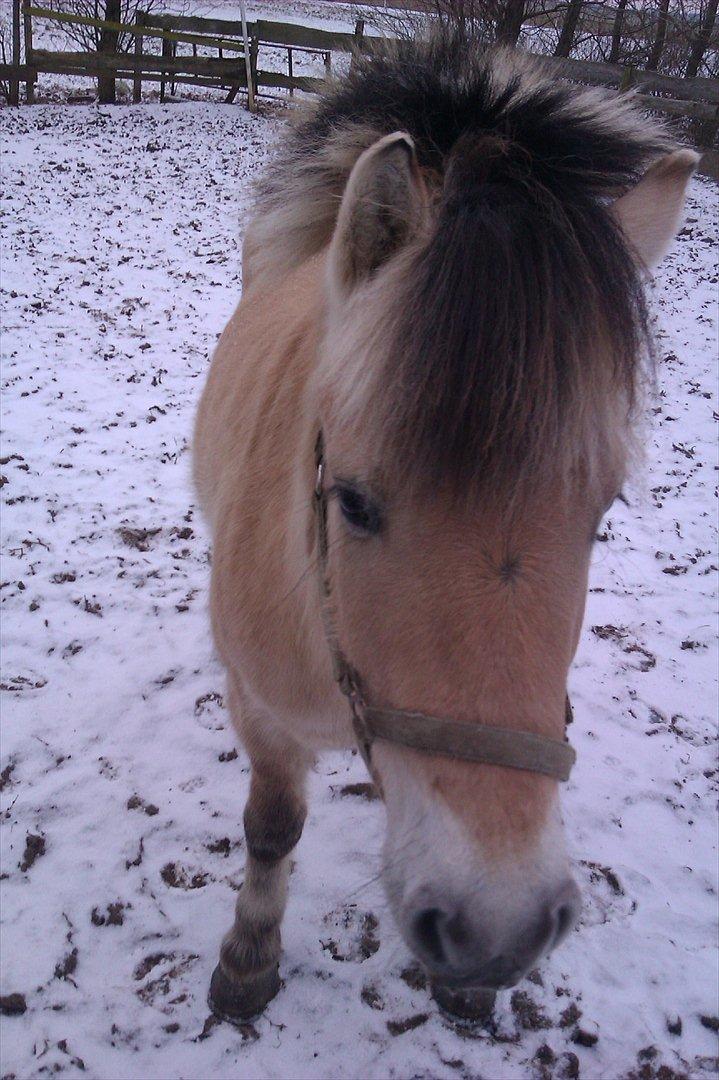 Fjordhest Basse/Bassemand!:*<3. - Ham den over skønne:D<3.
Foto: Marianne Juul Sørensen billede 15