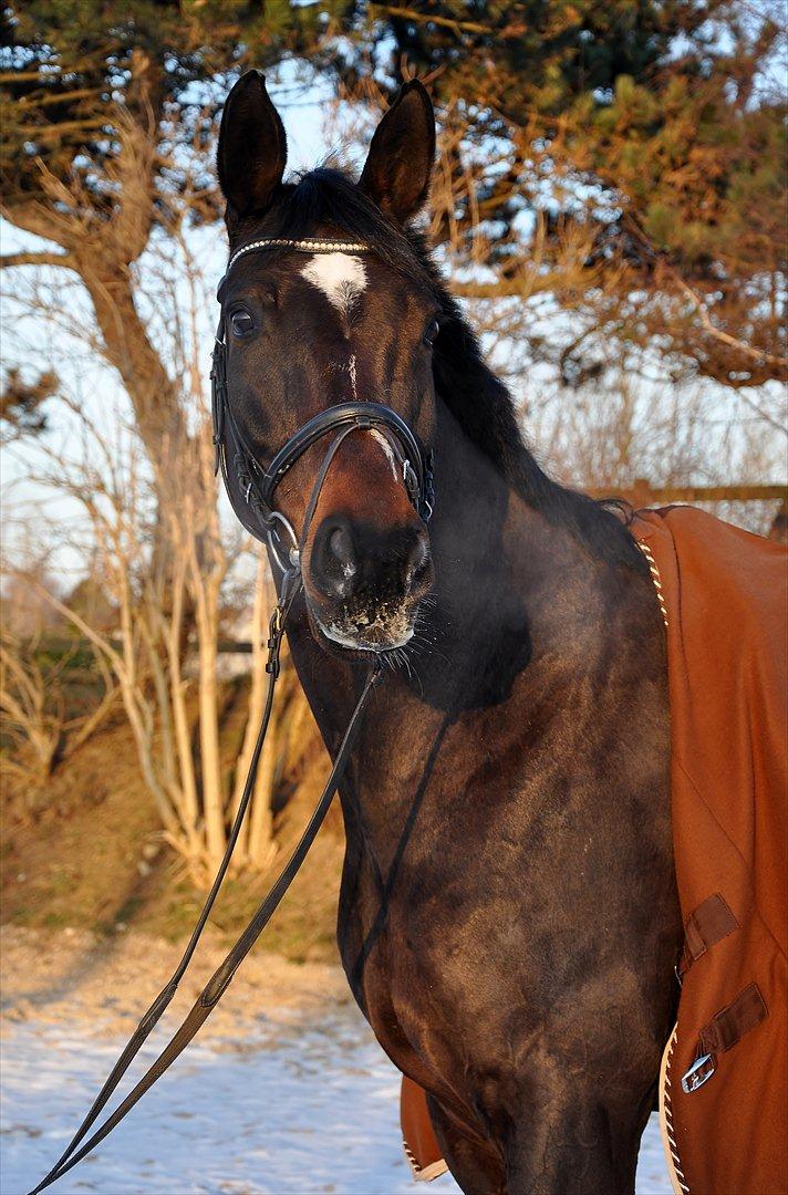 Zangersheide Conette Z *Nettie* - Velkommen til Conette Z's profil.  billede 1