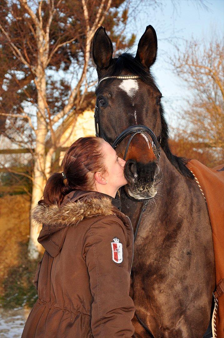 Zangersheide Conette Z *Nettie* billede 8