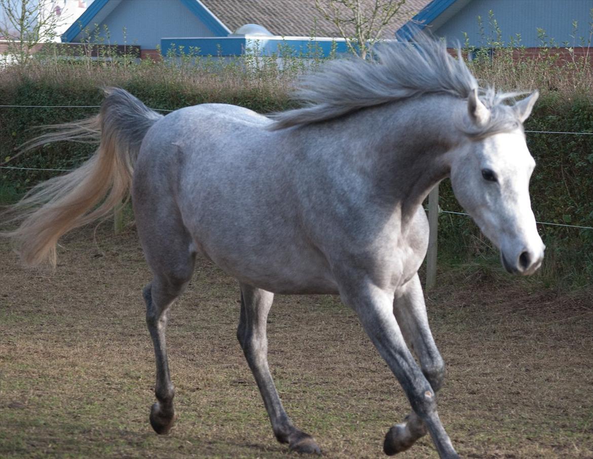 Arabisk fuldblod (OX) Dy Faheema - Foto Ann H billede 3