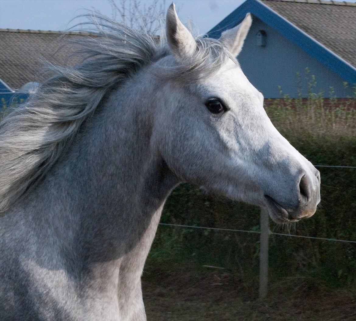 Arabisk fuldblod (OX) Dy Faheema - Foto Ann H billede 1