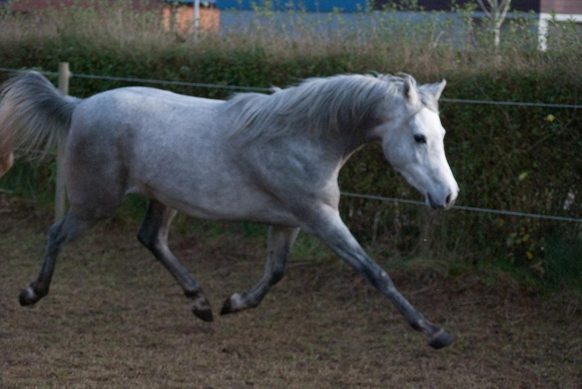 Arabisk fuldblod (OX) Dy Faheema - Foto Ann H billede 4