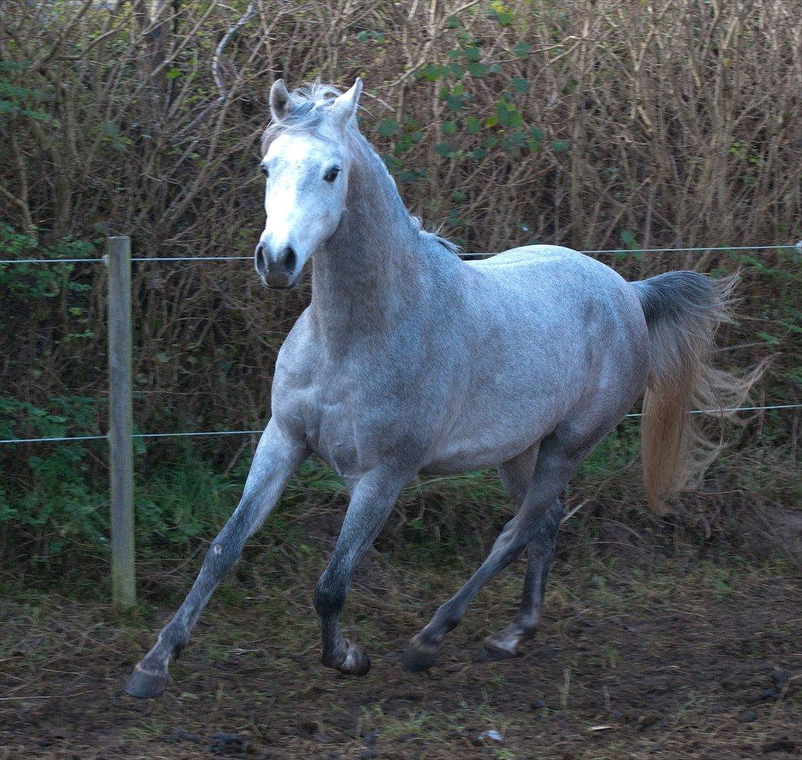 Arabisk fuldblod (OX) Dy Faheema - Foto Ann H billede 6