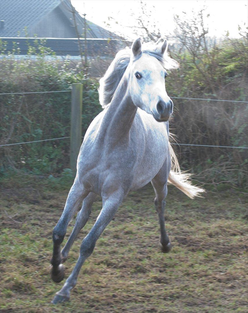 Arabisk fuldblod (OX) Dy Faheema - Foto Ann H billede 7