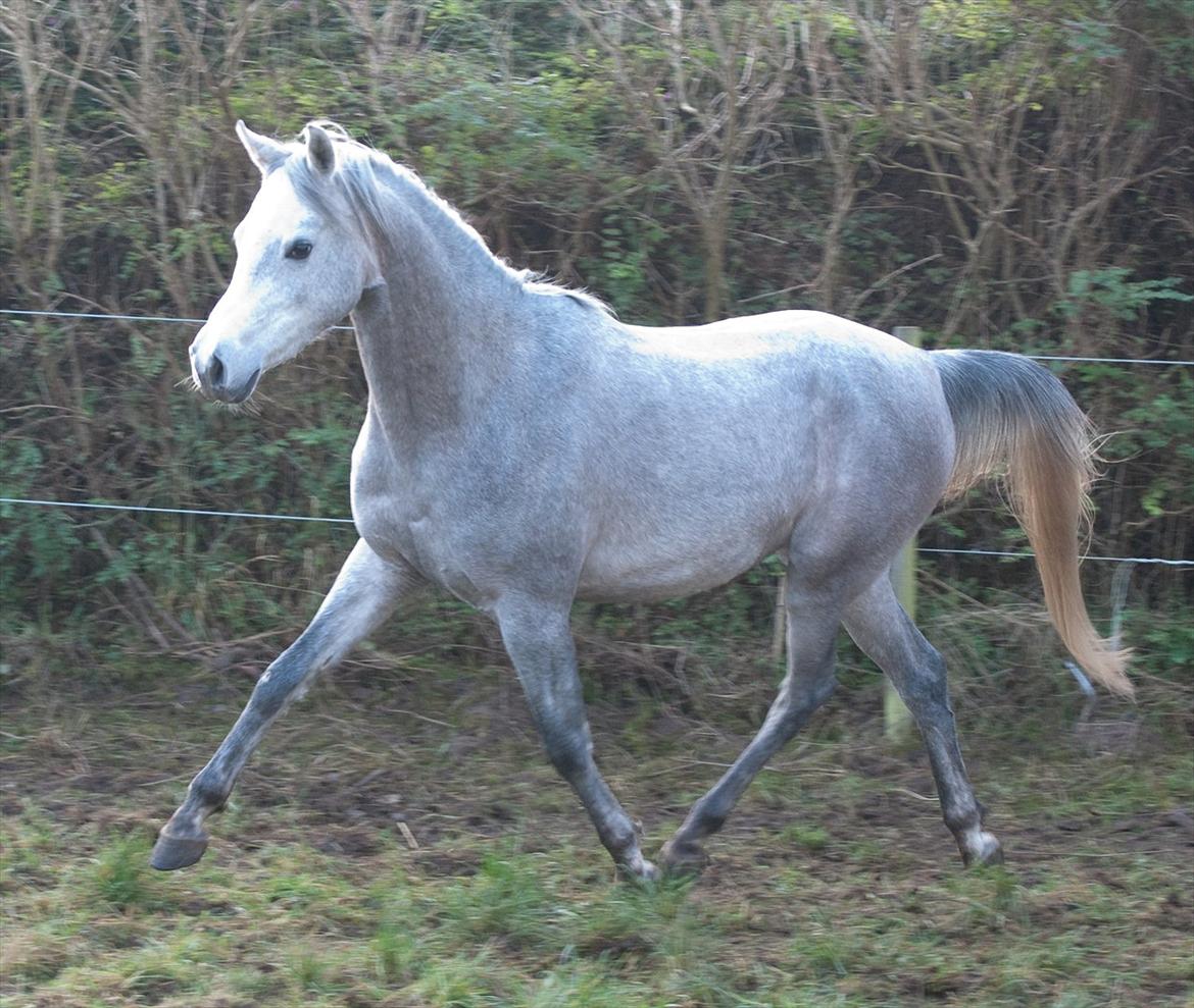 Arabisk fuldblod (OX) Dy Faheema - Foto Ann H billede 8