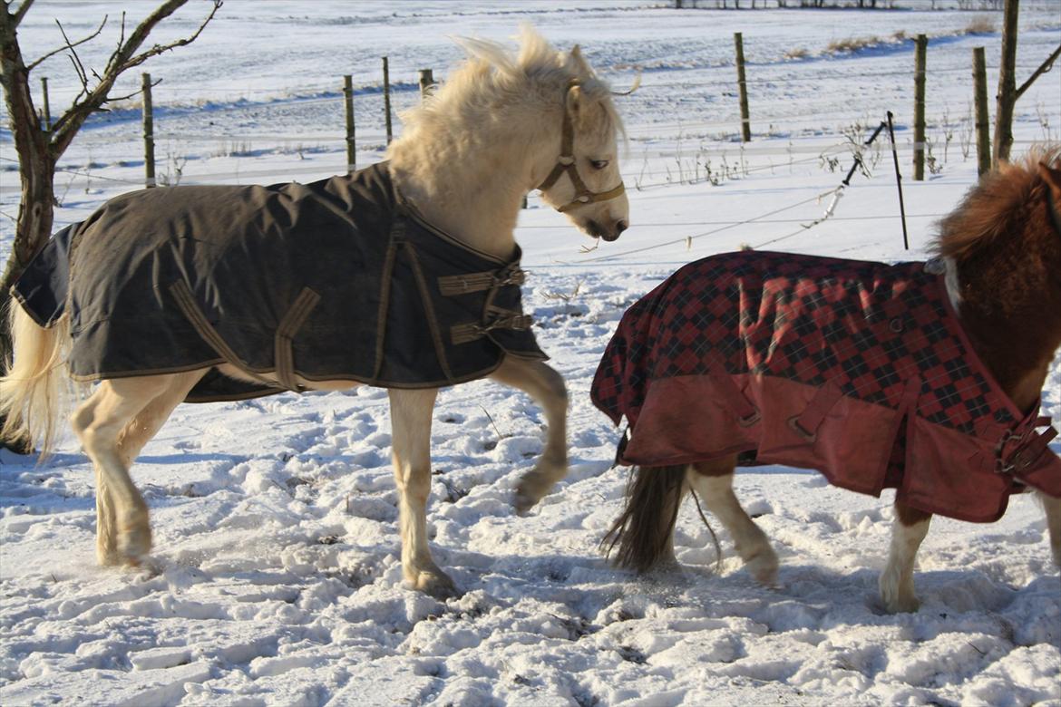 Anden særlig race Thorsvang´s Bella :-) - smukke bella i sne

Foto: Mig
 billede 2