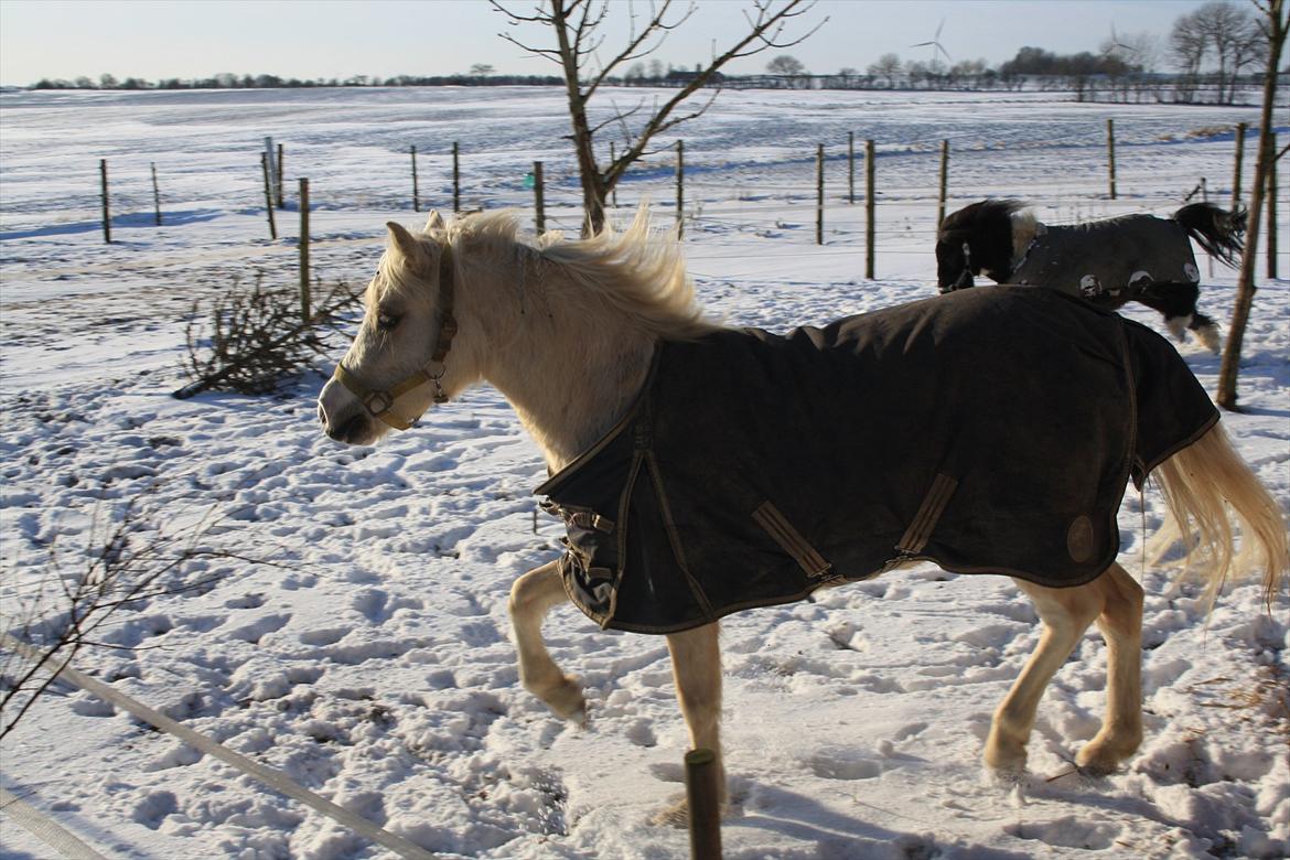 Anden særlig race Thorsvang´s Bella :-) - min lille mysse mule

Foto: Mig billede 17