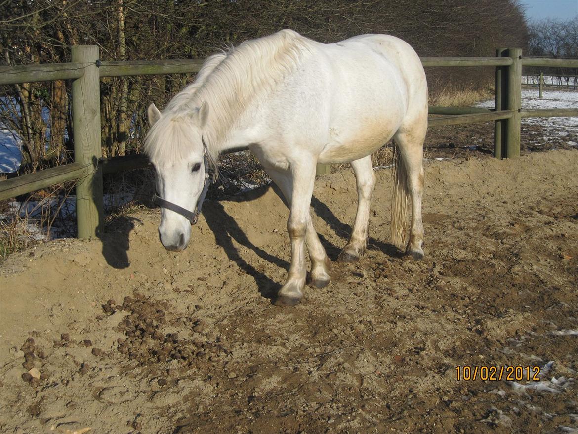 Anden særlig race Cornelius billede 3