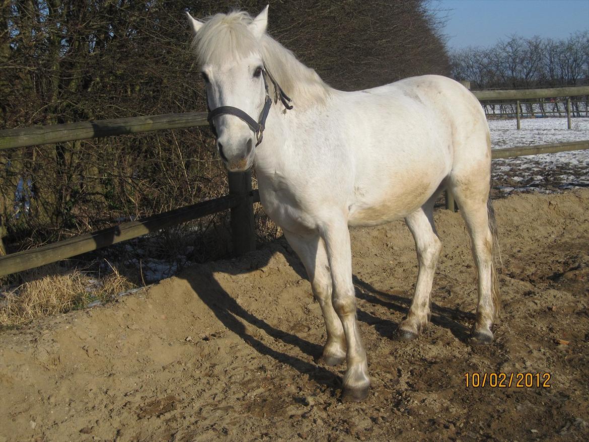 Anden særlig race Cornelius billede 2