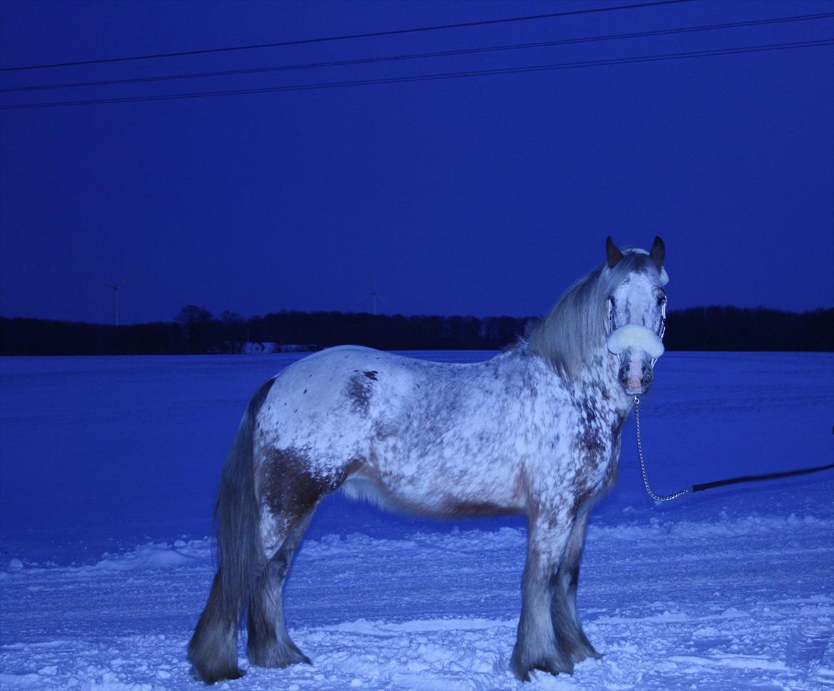 Irish Cob sjors 9 <3 - min dejlige sjors dreng i sneen 2012

Foto. Mor billede 3