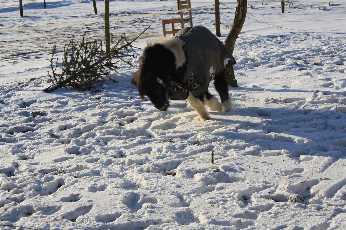 Shetlænder Thorsvang´s Samson billede 1