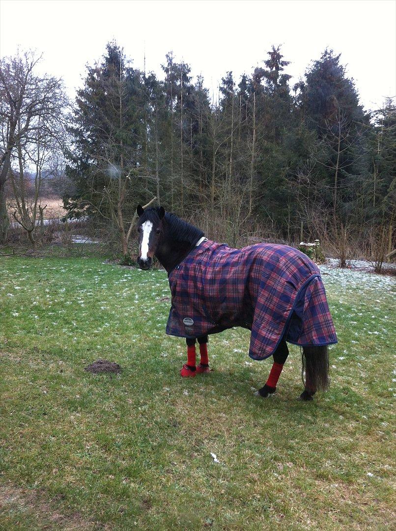 New Forest STELLA - Hygge der hjemme vinteren 2012 billede 15