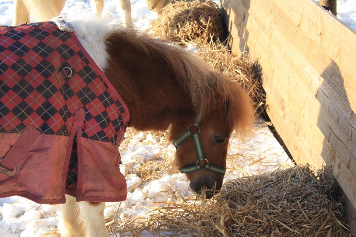 Shetlænder Thorsvang´s Tut - tut min lille dulle

Foto: Mig billede 1