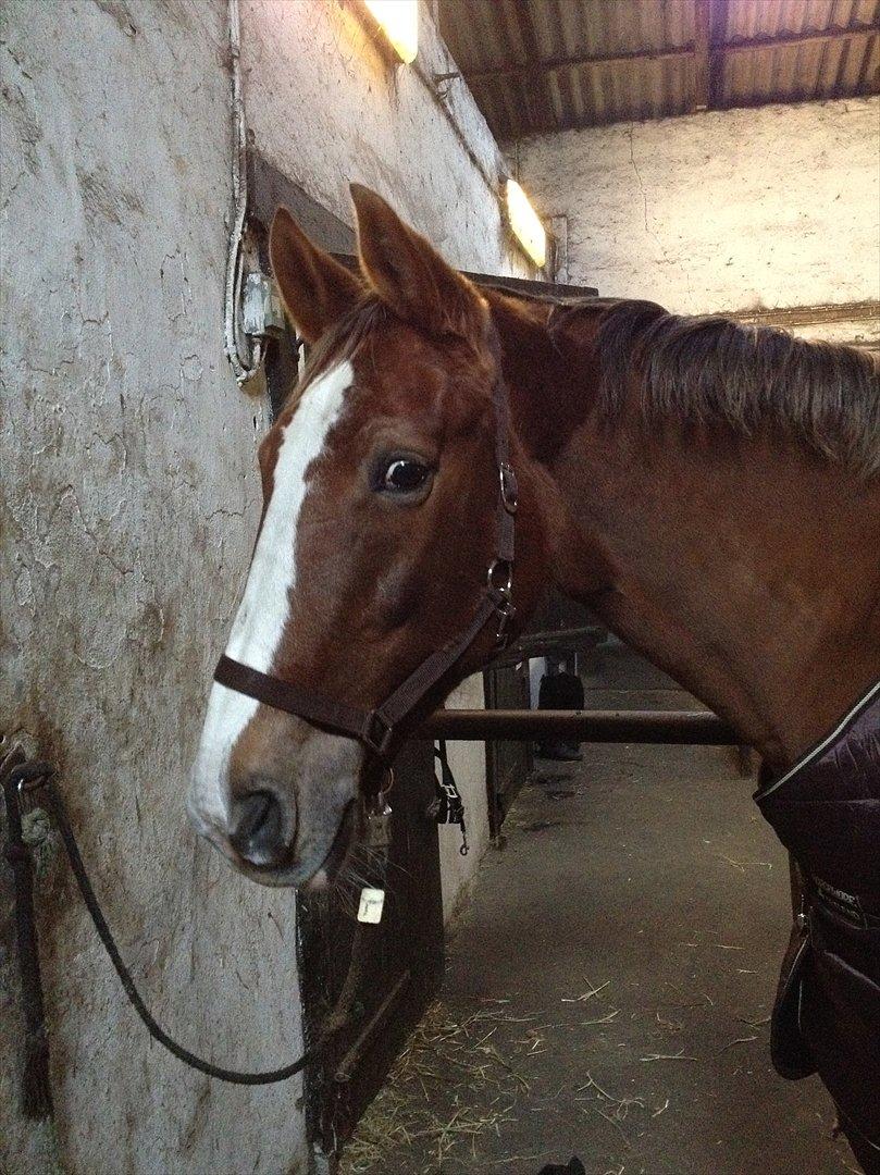 Trakehner Holmegårdens Sultana billede 6