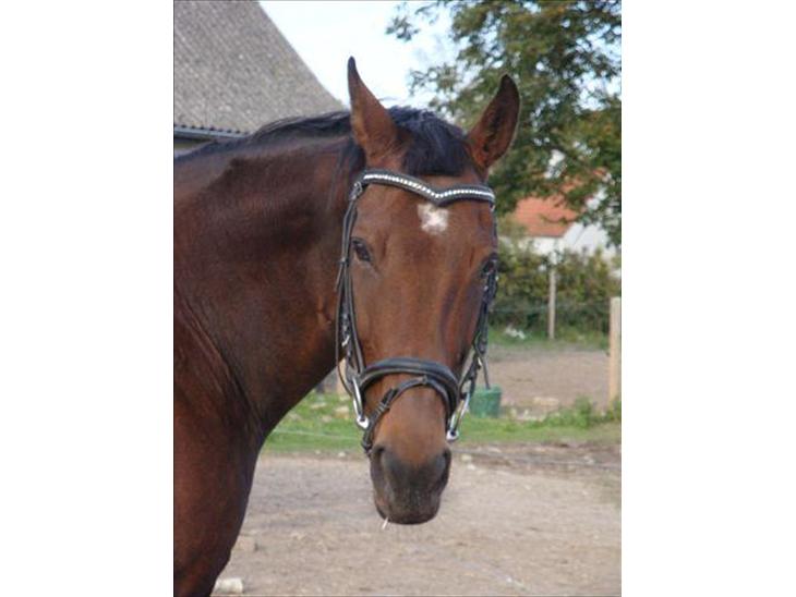 Fuldblod (XX) Kiwi ( Lambada Hot XX) billede 2