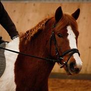 Anden særlig race bounty