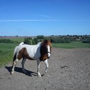Anden særlig race bounty