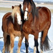 Haflinger Prins Hans