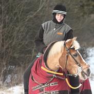 Haflinger Nina 