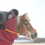 Haflinger Nina 