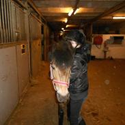 Anden særlig race luna(rideskolehest)