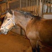 Anden særlig race luna(rideskolehest)