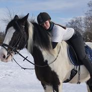 Irish Cob Boomer