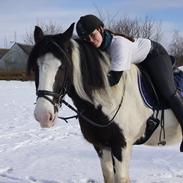 Irish Cob Boomer