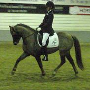 Welsh Pony (sec B) Stoak Laura (Stoakie)