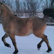 Anden særlig race Kronprins Frederik *Frej*