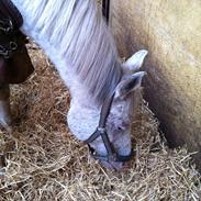 Anden særlig race Rocco