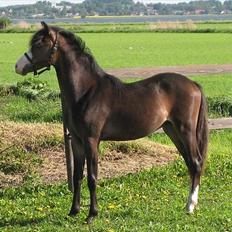 Welsh Pony (sec B) Korreborgs Bobbi