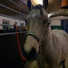 Anden særlig race Harbygaards Eddie Murphy