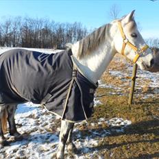 Anden særlig race kastaniegårdens Desiree