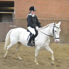 Knabstrupper Araber l Stella SOLGT !