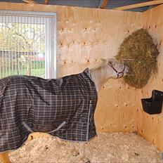 Knabstrupper Araber l Stella SOLGT !